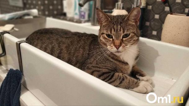 Два округа Омска останутся без холодной воды на целый день