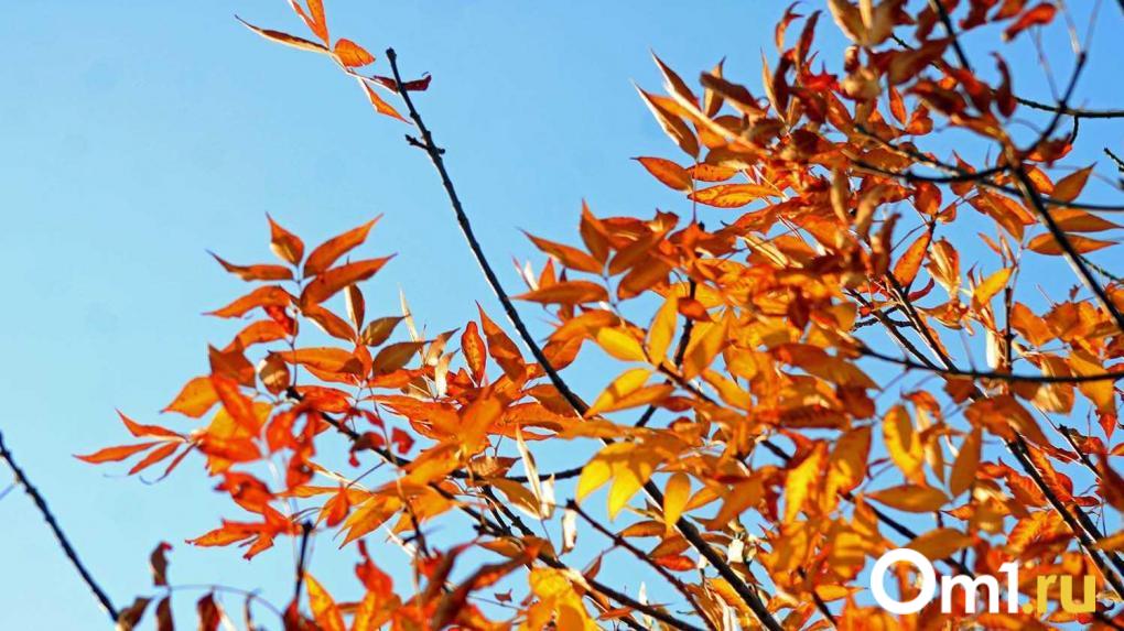 Последний день октября в Новосибирске будет тёплым и без осадков