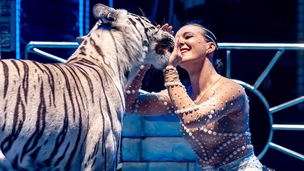 Жизнь среди тигров: Алиса Нестерова о цирке и себе