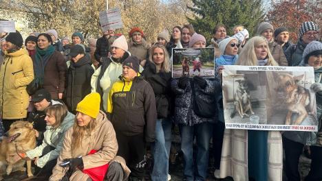 В Новосибирске обсудили законопроект об эвтаназии бездомных животных