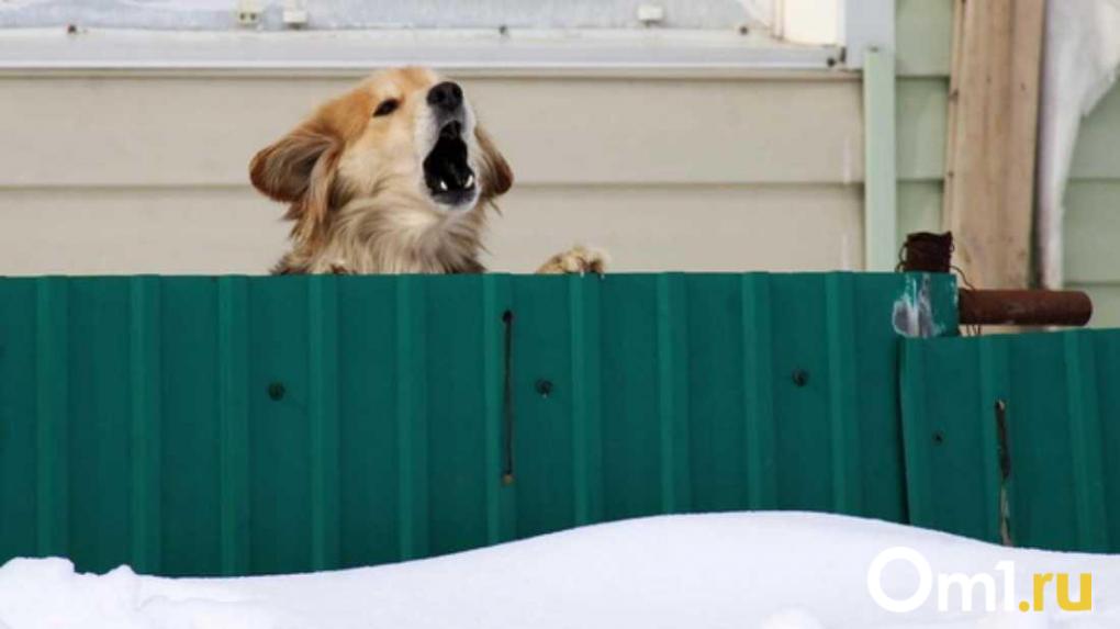«Это лагеря смерти»: новосибирские зоозащитники собирают подписи против закона об эвтаназии животных