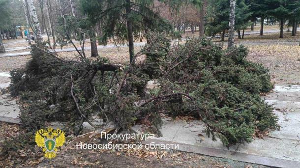 Двое новосибирцев пострадали от падения дерева на территории Монумента Славы