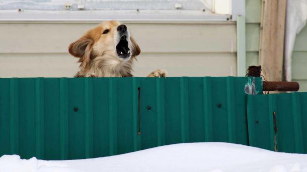 Нападение стаи собак на 7-летнего ребёнка в Новосибирске вызвало скандал в соцсетях