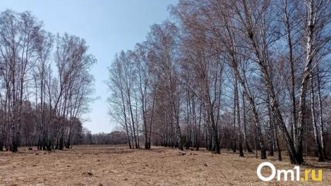 В Омской области деревья убили сразу двух мужчин