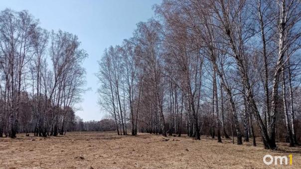 В Омской области деревья убили сразу двух мужчин