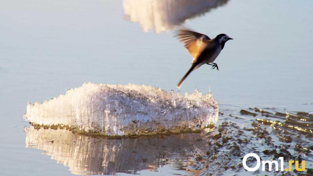 Роман Вильфанд: в Омской области ожидается аномально резкое потепление