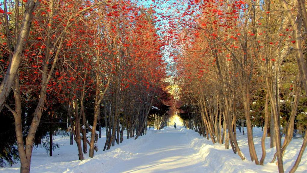 Синоптики пообещали новосибирцам потепление и метели в выходные