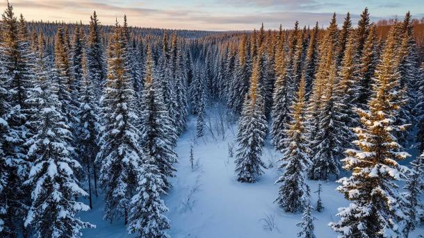 Психолог: семья Усольцевых могла уйти в тайгу из-за психических нарушений
