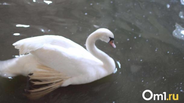 В Омской области лебеди до сих пор не улетели на зимовку