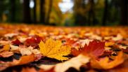 Опавшие листья как экологический щит: в подмосковном Минэкологии раскрыли их неожиданную пользу