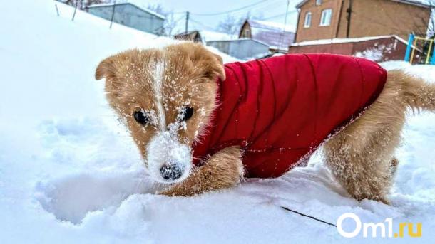 Температурные качели: в Омскую область придут морозы до –21 градуса