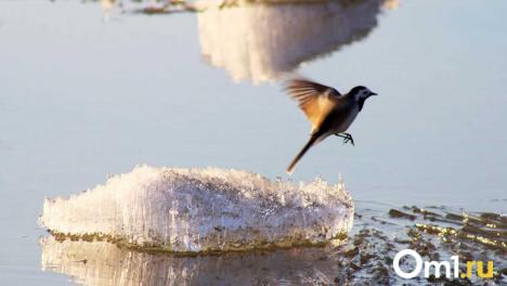 Снежные зёрна и дожди: синоптики дали прогноз на новую неделю в Омске