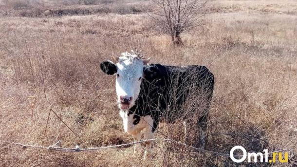 Омские студенты придумали стартапы со скатами и доильным аутсорсом