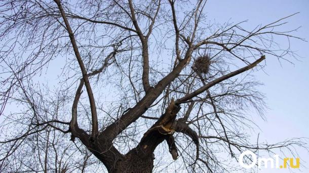 Несмотря на снег в Омске продолжают высаживать деревья