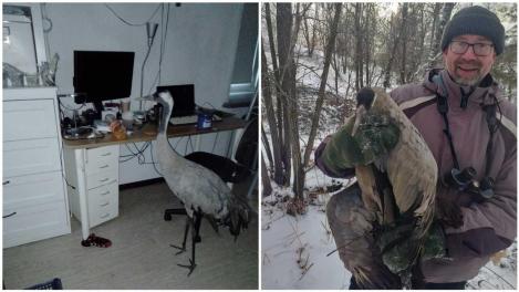 Новосибирский учёный спас раненого журавля от верной смерти — как сложилась судьба птицы?