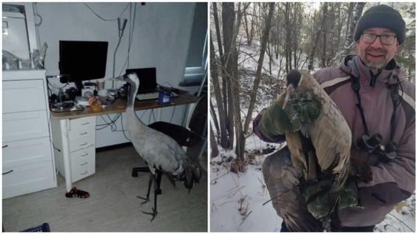 Новосибирский учёный спас раненого журавля от верной смерти — как сложилась судьба птицы?