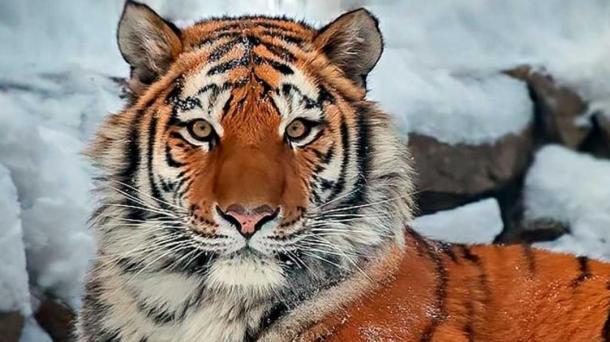 В новосибирском зоопарке скончался амурский тигр-долгожитель Максимус