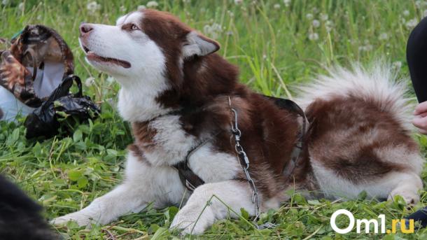В Омске брошенный пёс вернулся в хаски-парк