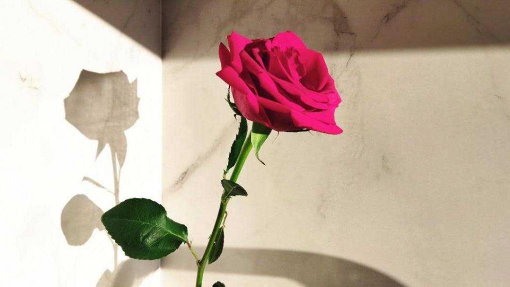 Аналитики выяснили предпочтения новосибирцев на первых свиданиях