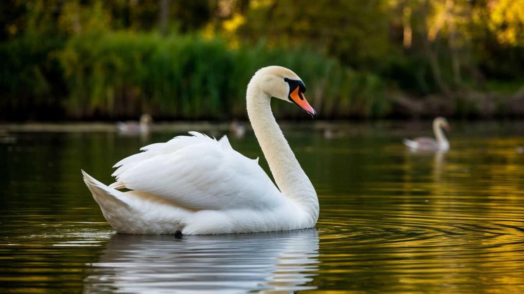 Минэкологии Подмосковья: лебедей и огарей не нужно кормить до морозов