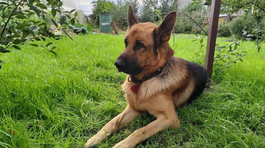 Сибирская овчарка по кличке «Донбасс» номинирована к награде посмертно