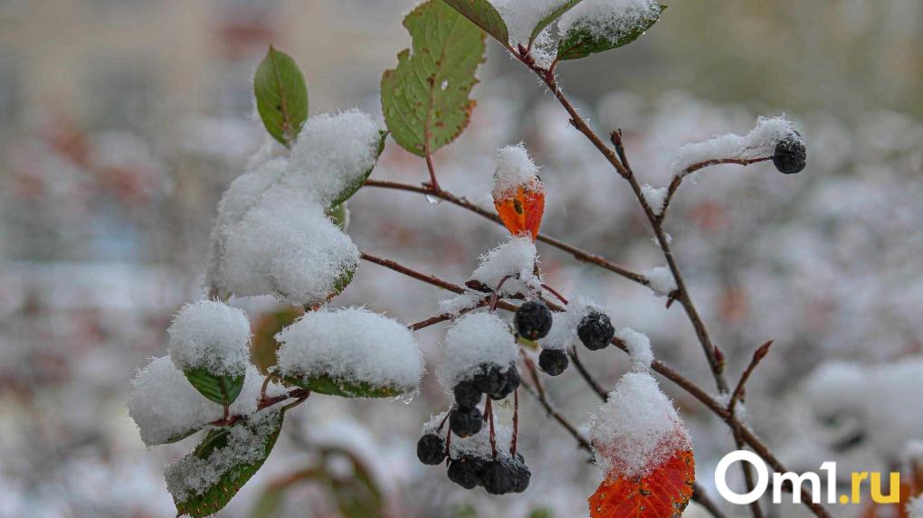 Снегопад и гололёд: на Омскую область надвигается опасная погода