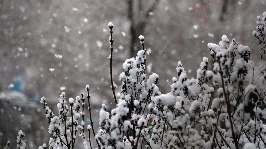 В Новосибирске 12 ноября потеплеет: ожидается снег и гололедица