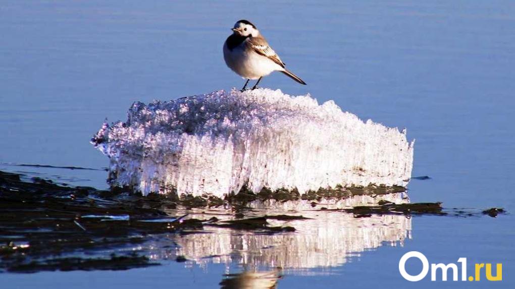 Каких птиц можно увидеть зимой в Омске? Рассказывает орнитолог