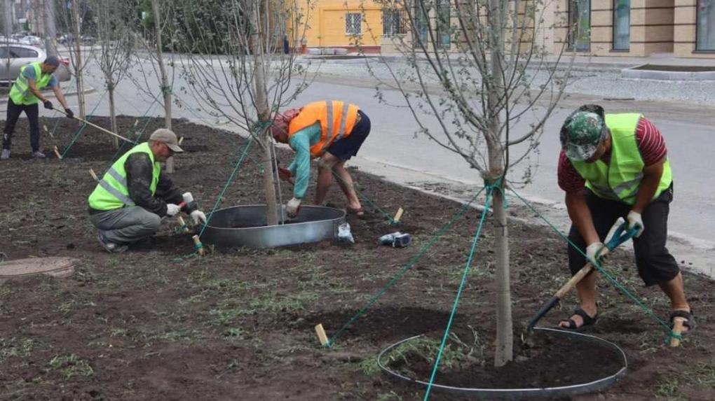Более 32 тысяч деревьев и кустарников высадили в Новосибирске в 2025 году