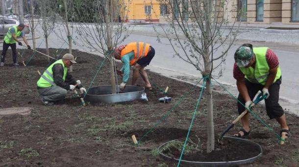 Более 32 тысяч деревьев и кустарников высадили в Новосибирске в 2025 году