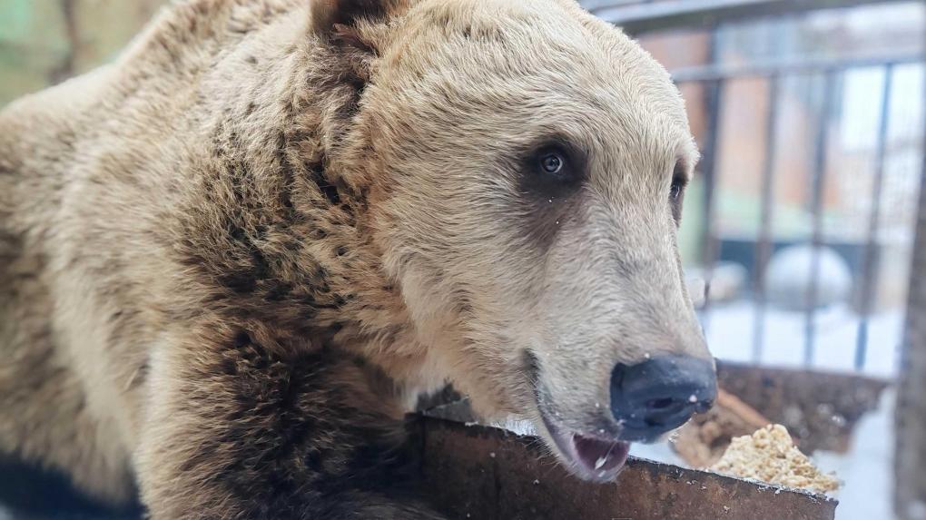В Большереченском зоопарке ушли в спячку только медведицы