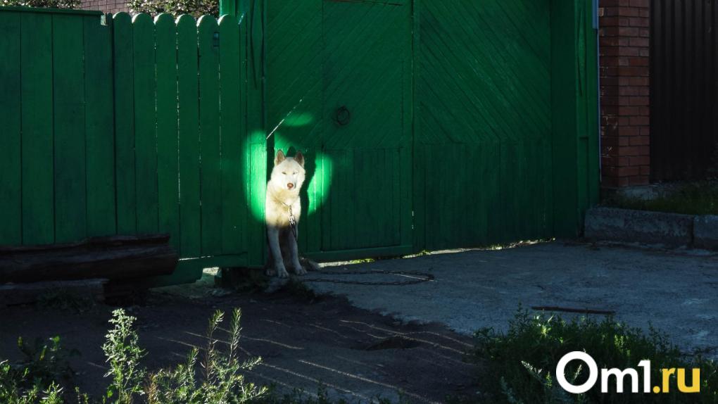 Прокуратура Новосибирской области добилась компенсации для ребенка, пострадавшего от укуса собаки