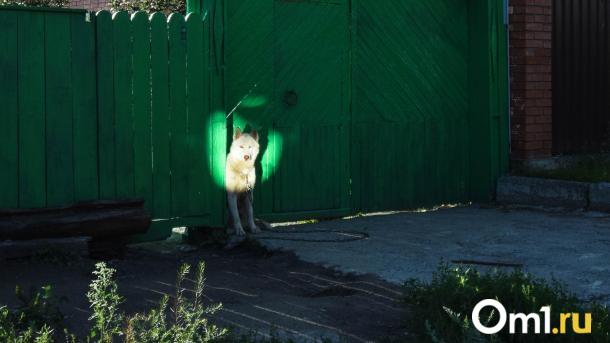 Прокуратура Новосибирской области добилась компенсации для ребенка, пострадавшего от укуса собаки
