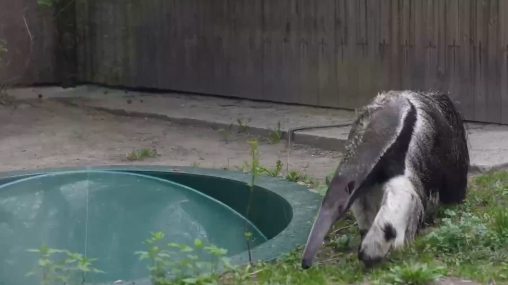 Гигантский муравьед Майя отметил 15-летие в Новосибирском зоопарке