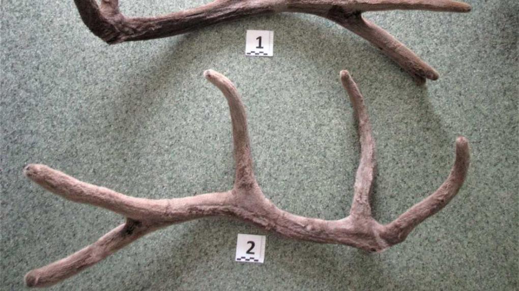 В Новосибирске задержали пассажира с рогами оленя в багаже