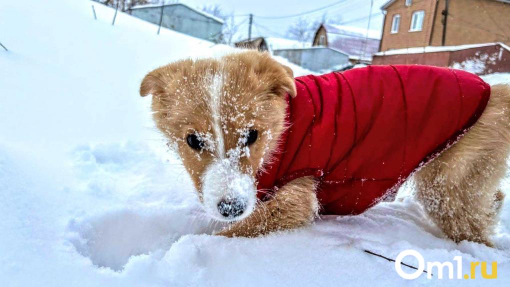 Заметно холоднее: Вильфанд дал прогноз, какой будет зима 2025 года в России