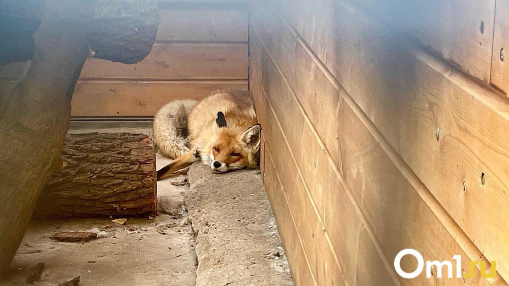 Лиса, напавшая на женщину и собаку в Новосибирске, оказалась больна бешенством
