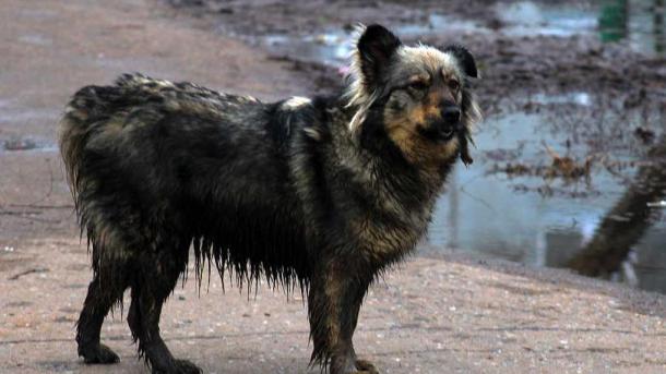 В Новосибирске зоозащитники выйдут на митинг против эвтаназии бездомных собак