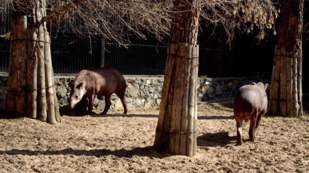 В Новосибирском зоопарке провели ежегодную диспансеризацию и переселили животных