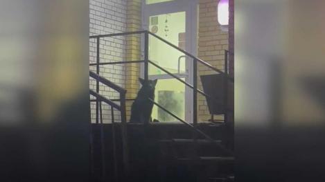 Агрессивная собака почти пять часов осаждала пункт выдачи в Омске