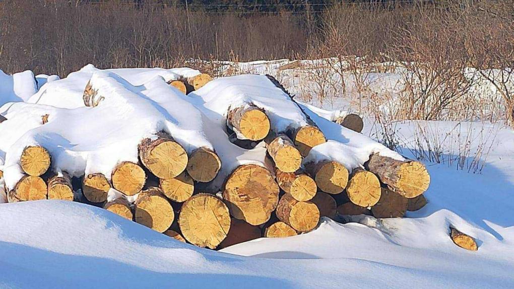 Омичи придумали хитрую схему по незаконной вырубке леса