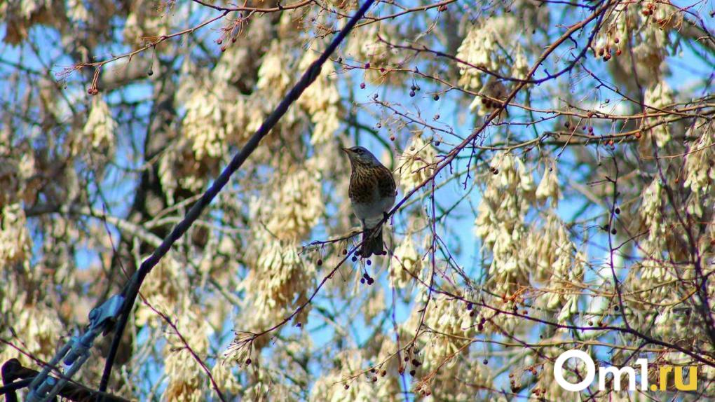 На Сыропятском тракте высадили почти 200 лиственниц и ясеней