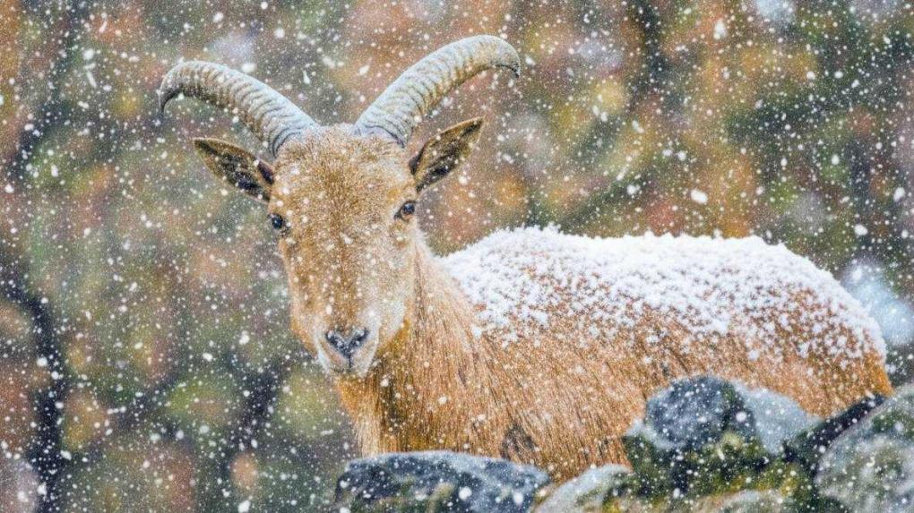 В Новосибирском зоопарке поселился гривистый баран