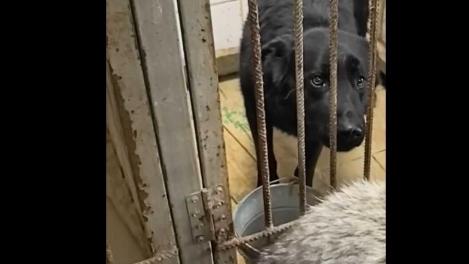 В Омске нашли хозяина собаки, которая заблокировала выход из пункта выдачи