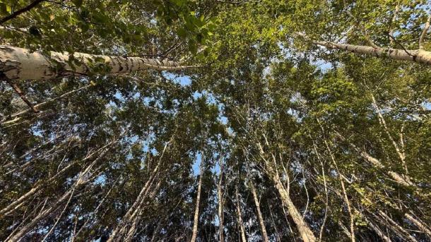 GloraX высадит 200 деревьев на проспекте Мира в Омске