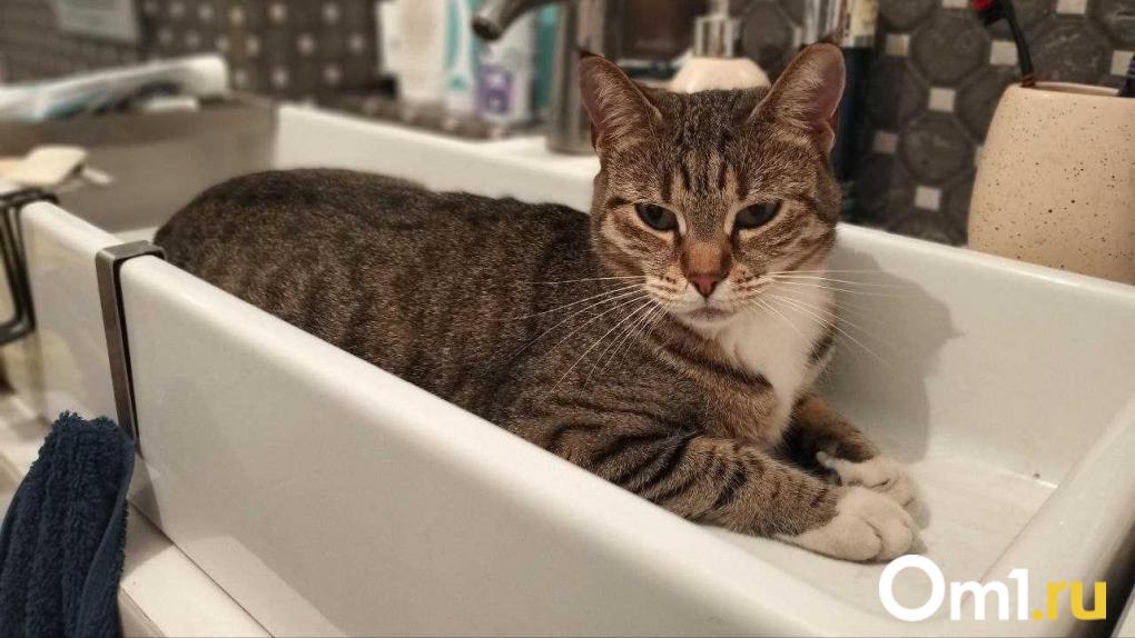 Два округа Омска останутся без холодной воды