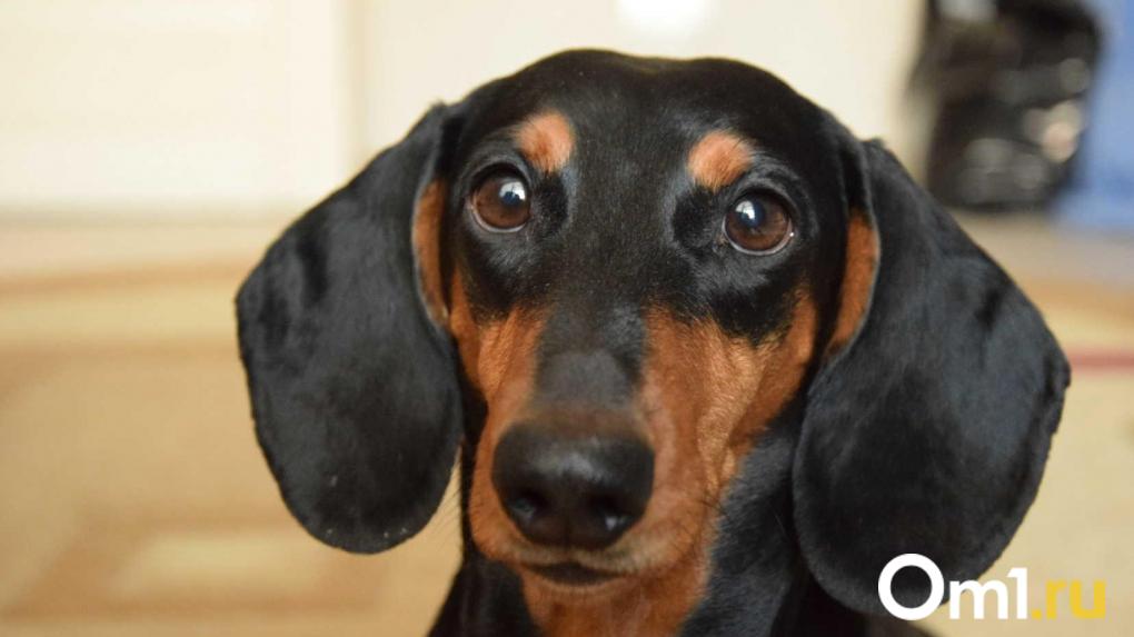 Новосибирцам высылают видео больных животных, чтобы выманить деньги