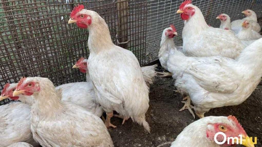 Омичей предупредили о риске гриппа среди домашней птицы: меры профилактики