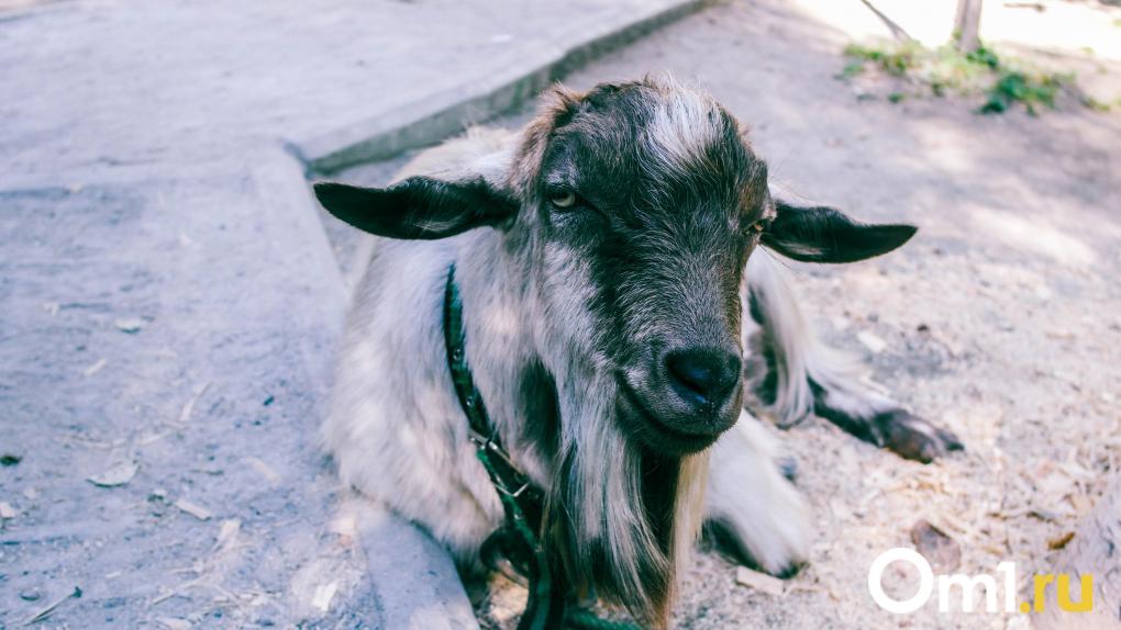 Вспышка бешенства в Новосибирской области: три села на карантине