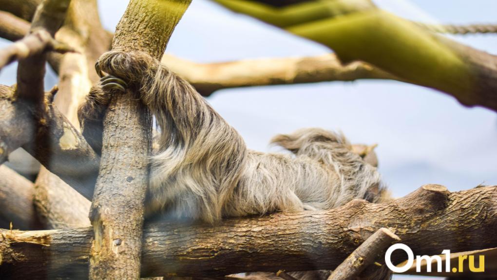 Новосибирский зоопарк приглашает на показательные кормления ленивцев и шимпанзе в выходные